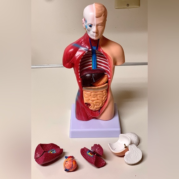 11” Biological Anatomy & Physiology Miniature Human Torso Removable Organ Model - Picture 10 of 16